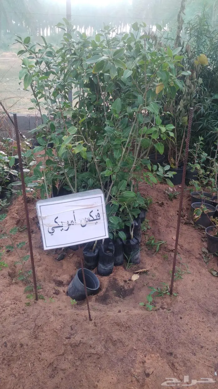 مشتل المتزن لبيع جميع الشتلات البكيرية 13