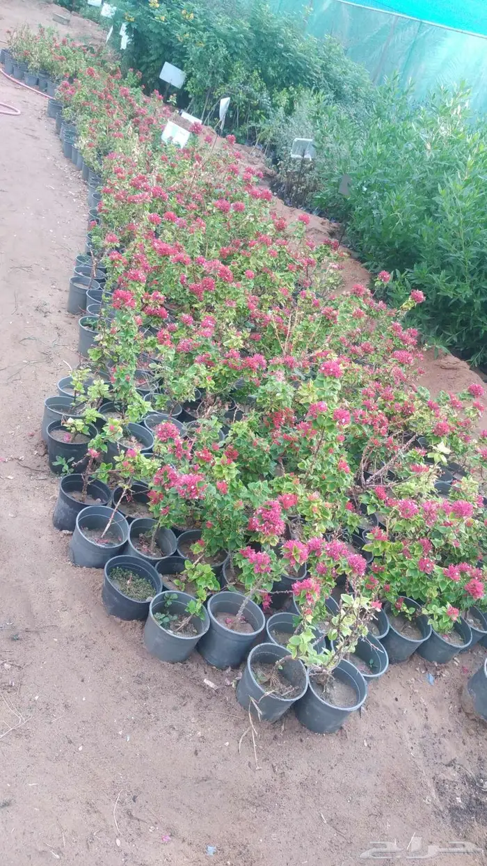 مشتل المتزن لبيع جميع الشتلات البكيرية 14