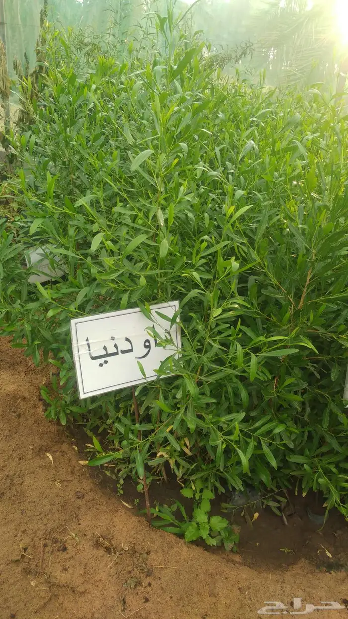 مشتل المتزن لبيع جميع الشتلات البكيرية 15