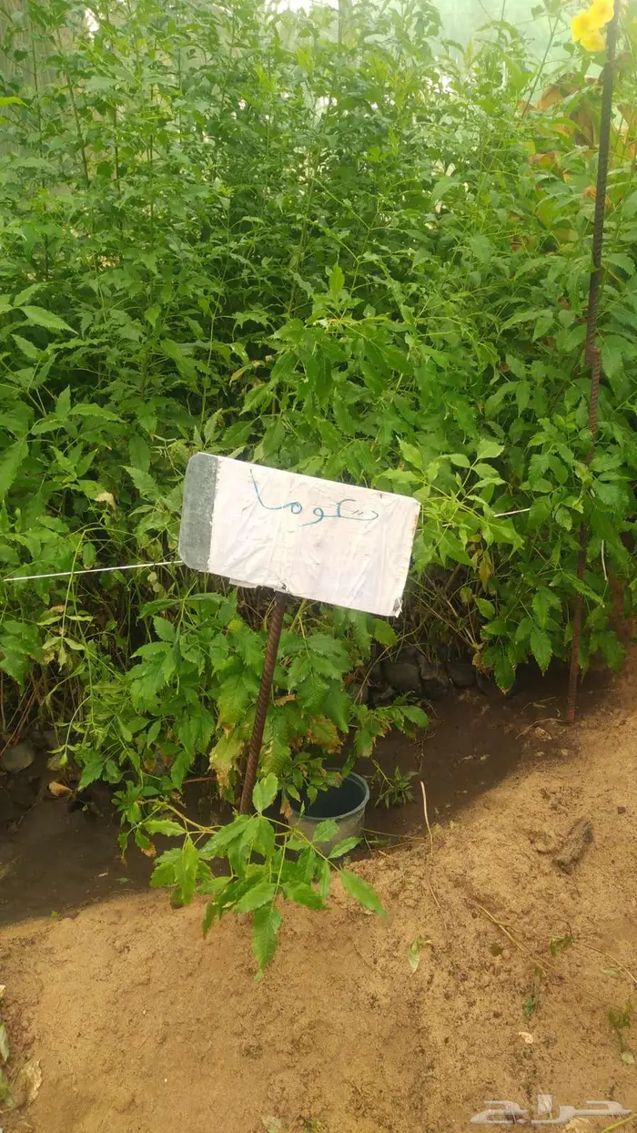 مشتل المتزن لبيع جميع الشتلات البكيرية 16