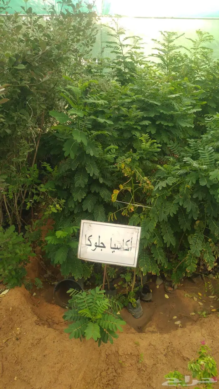 مشتل المتزن لبيع جميع الشتلات البكيرية 6