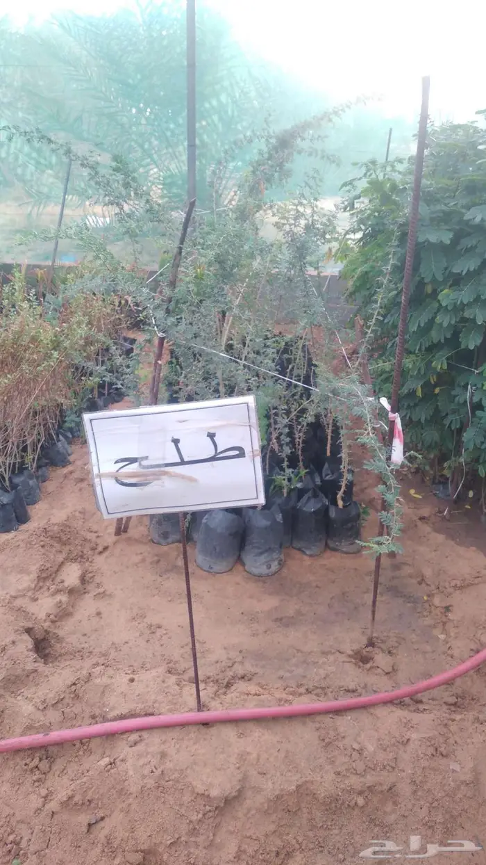 مشتل المتزن لبيع جميع الشتلات البكيرية 0