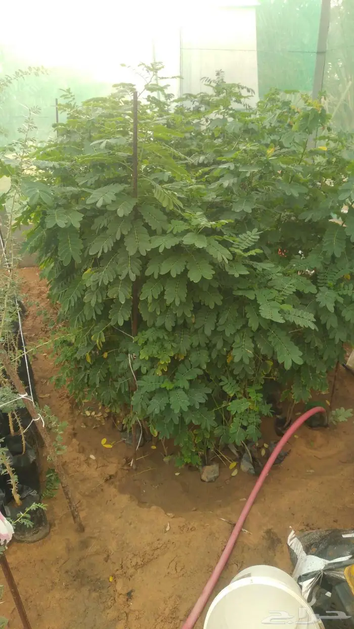 مشتل المتزن لبيع جميع الشتلات البكيرية 7