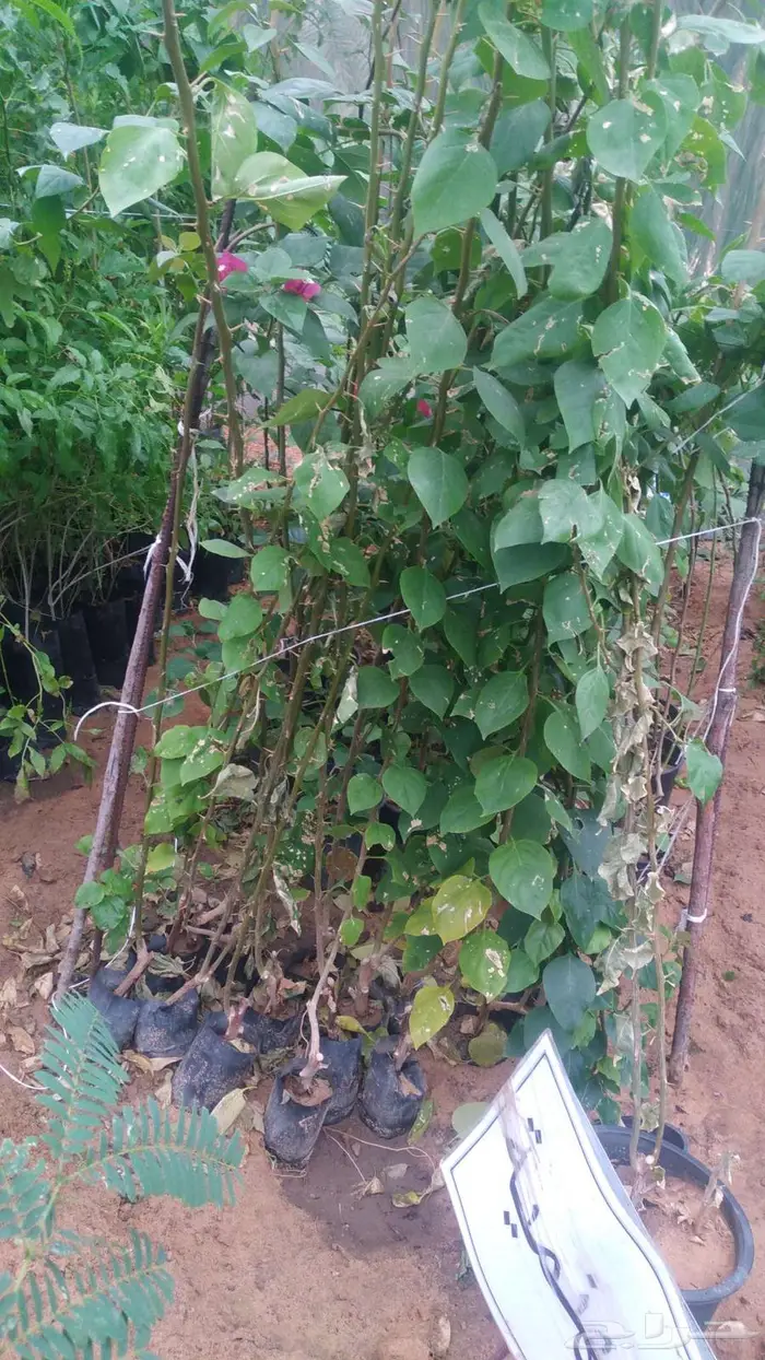 مشتل المتزن لبيع جميع الشتلات البكيرية 5