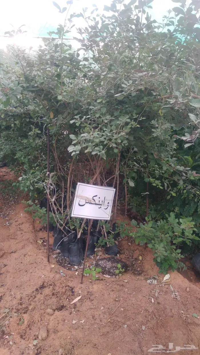 مشتل المتزن لبيع جميع الشتلات البكيرية 2