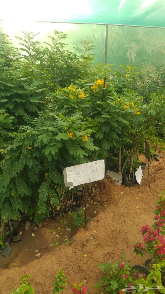 مشتل المتزن لبيع جميع الشتلات البكيرية 1