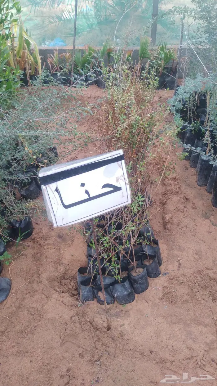 مشتل المتزن لبيع جميع الشتلات البكيرية 8