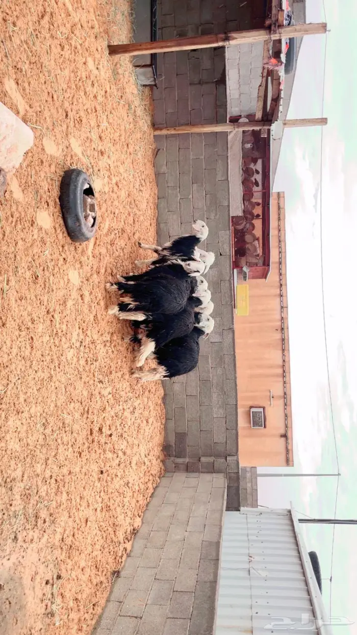 للبيع جذعات نجد طيبة 0