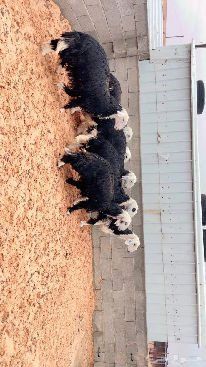 للبيع جذعات نجد طيبة 2