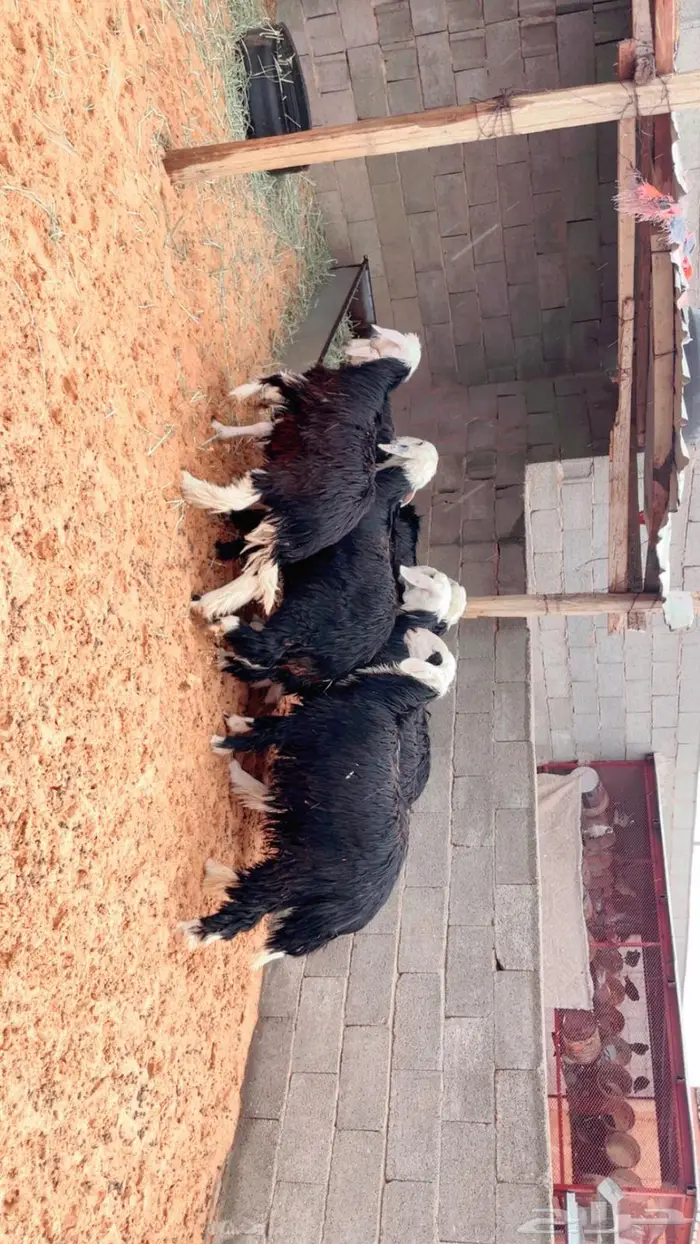 للبيع جذعات نجد طيبة 1