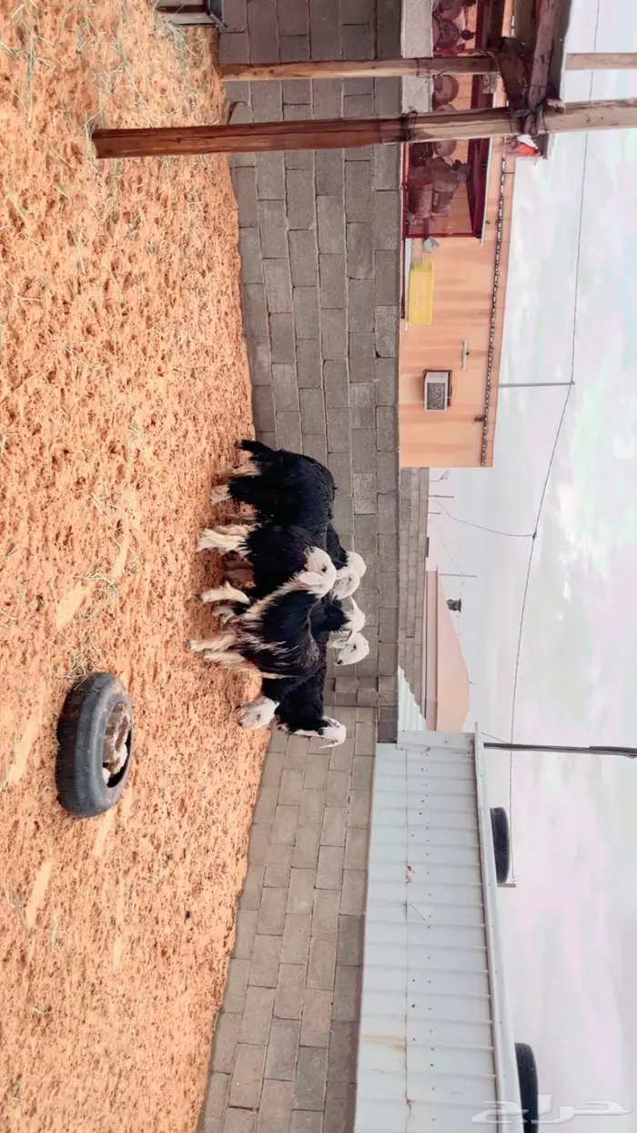 للبيع جذعات نجد طيبة 3