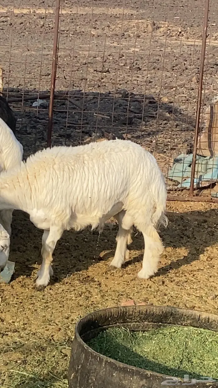 ذبائح طليان مع الذبح والتوصيل 1