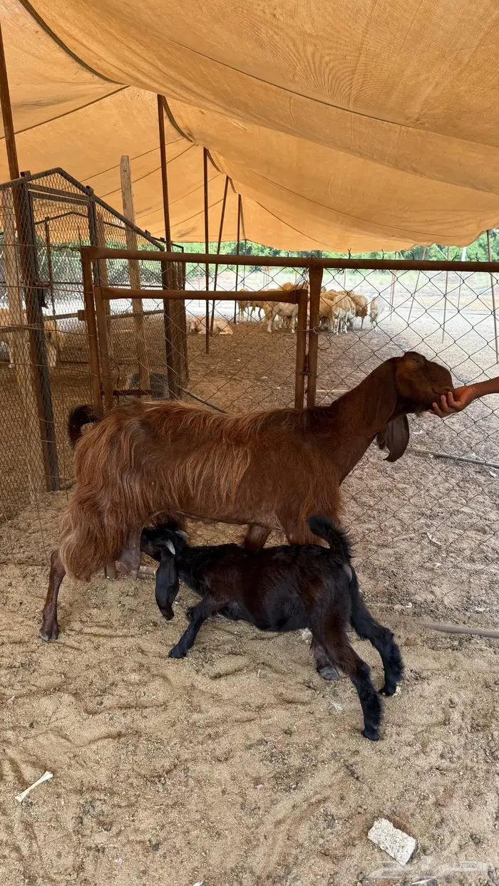 ماعز قبرصي ادهم 3