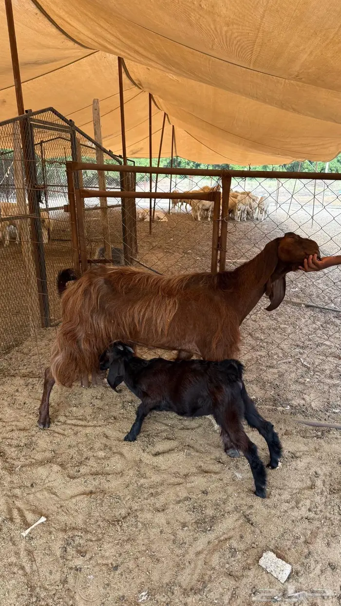 ماعز قبرصي ادهم 2