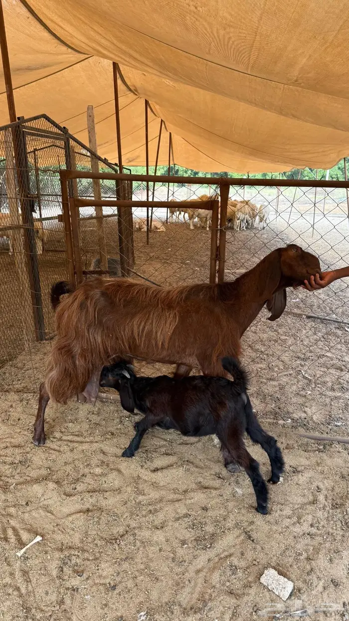 ماعز قبرصي ادهم 1