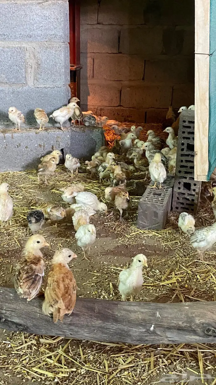 صيصان بلدي 0