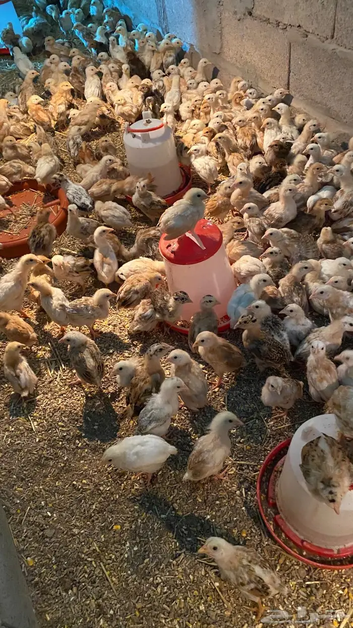 صيصان بلدي 1