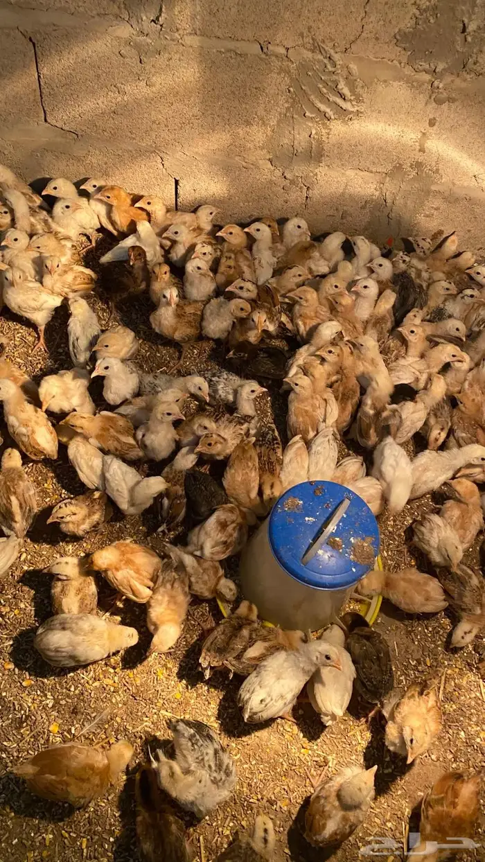 صيصان بلدي 5