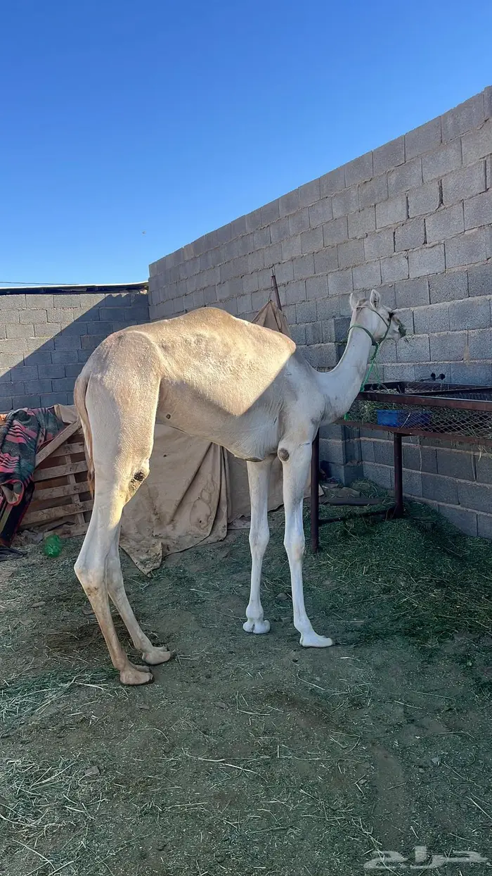 قعود حق ابوه رعد بطشان الهرش 1