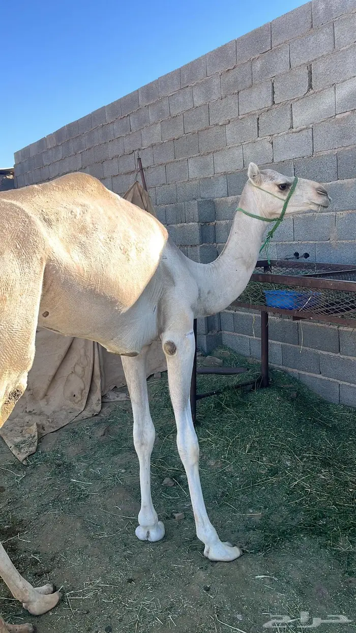 قعود حق ابوه رعد بطشان الهرش 2