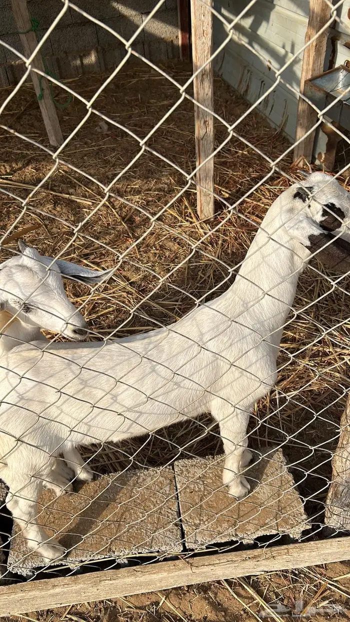 جفر عمره شهرين مشروع فحل صنف بيشي 4