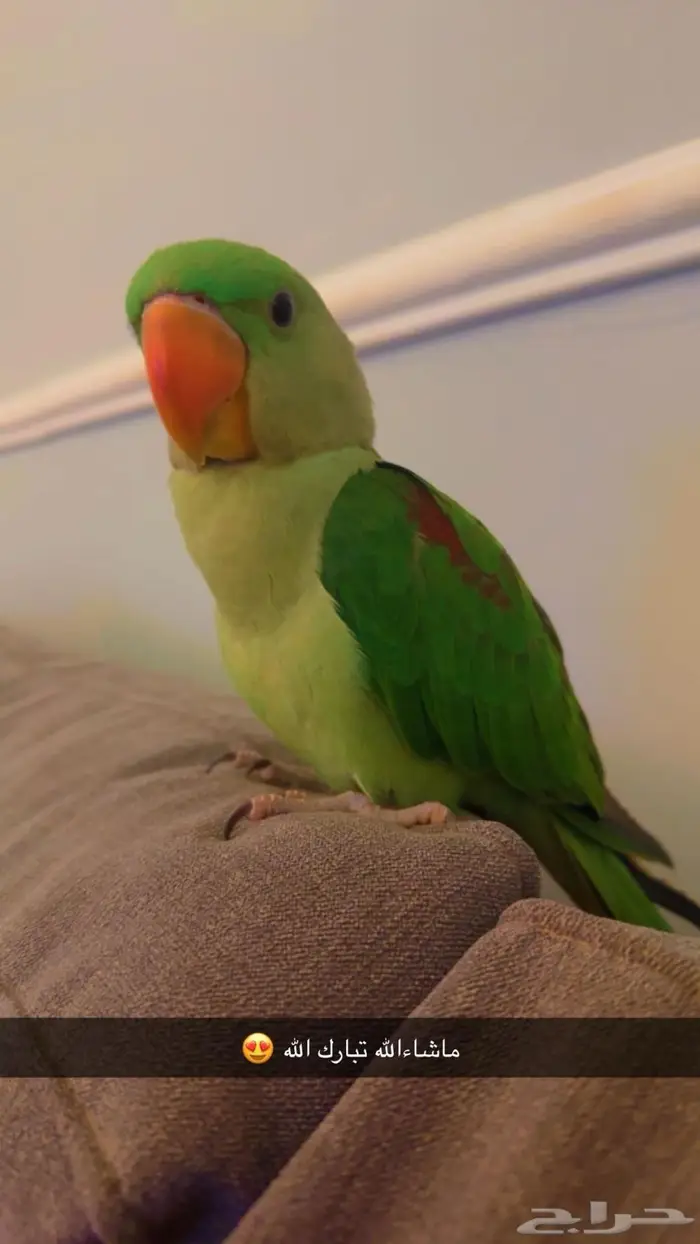 ببغاء درة نيبالي للبيع 2