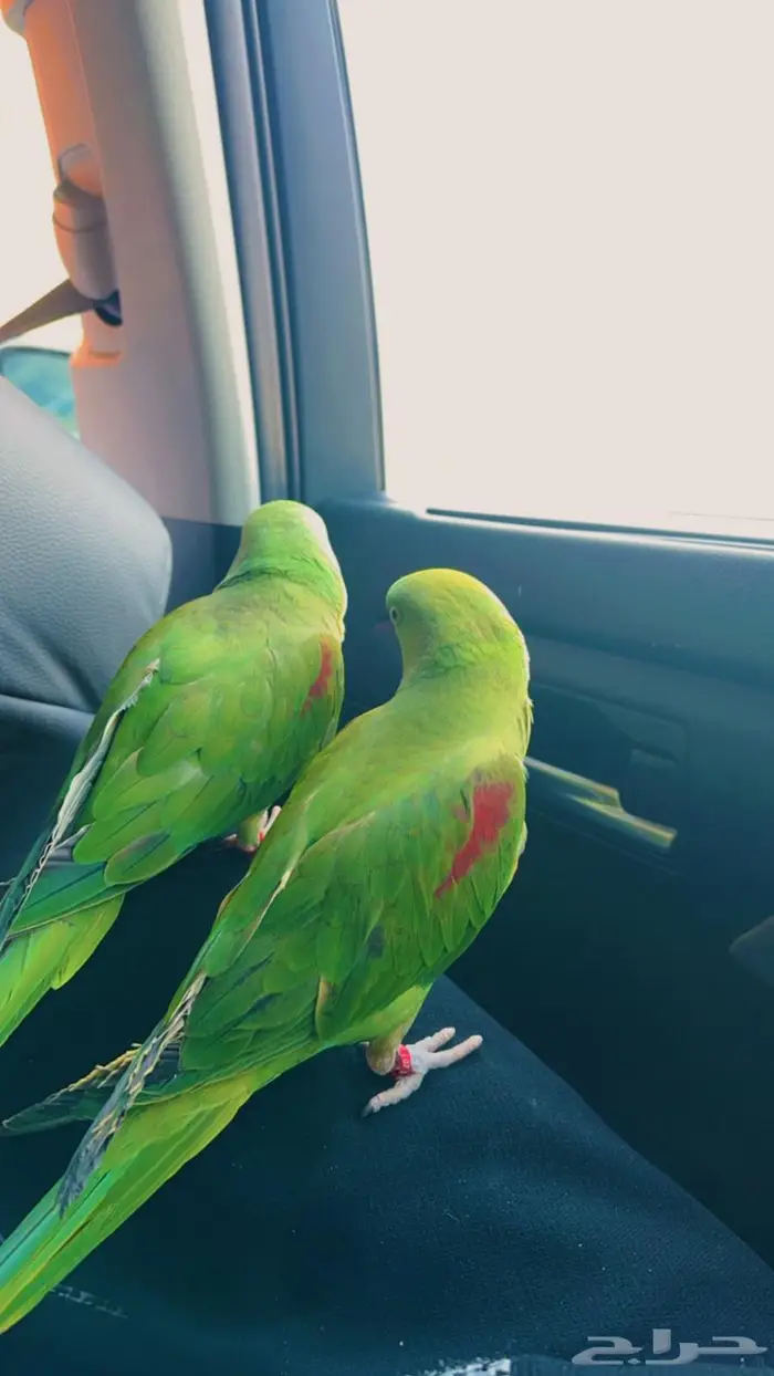 ببغاء درة نيبالي للبيع 1