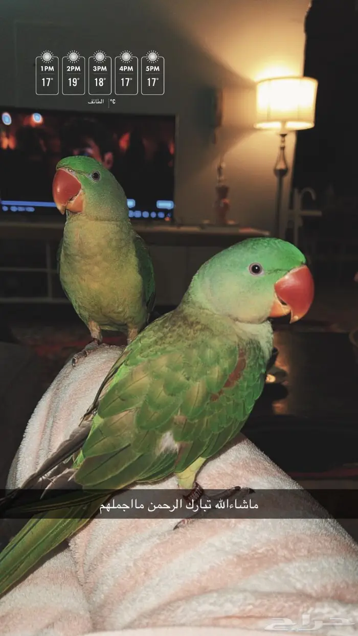 ببغاء درة نيبالي للبيع 0