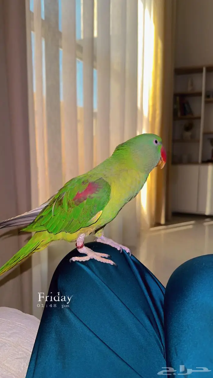 ببغاء درة نيبالي للبيع 4