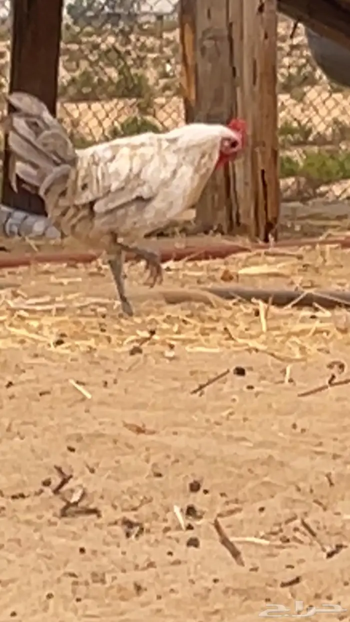 دجاج بياض 0