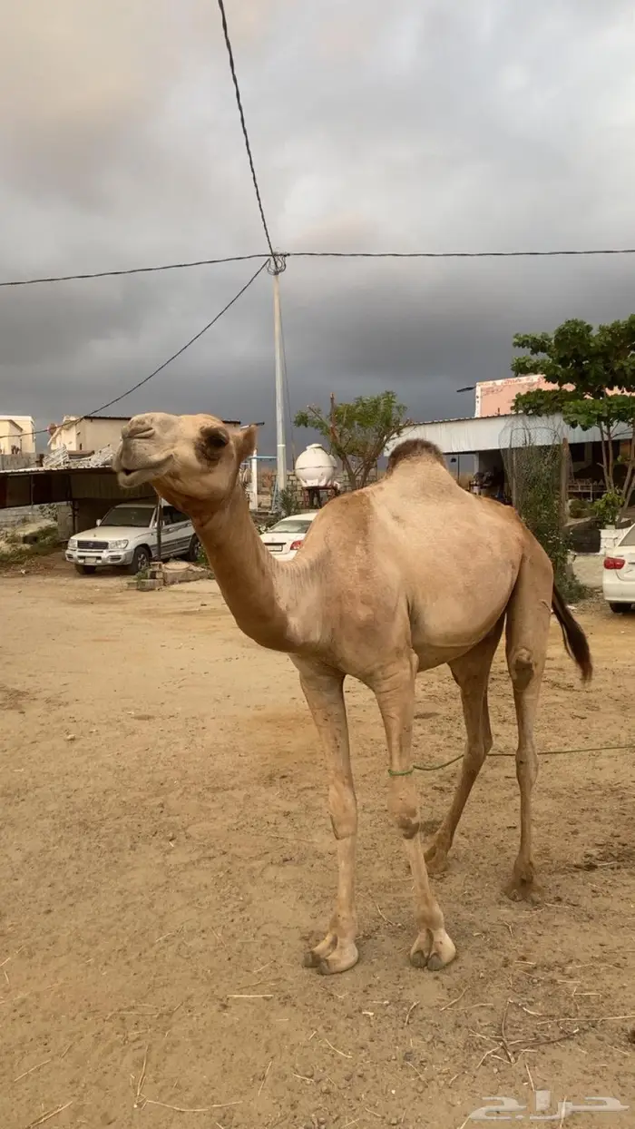 بعير للبيع 0