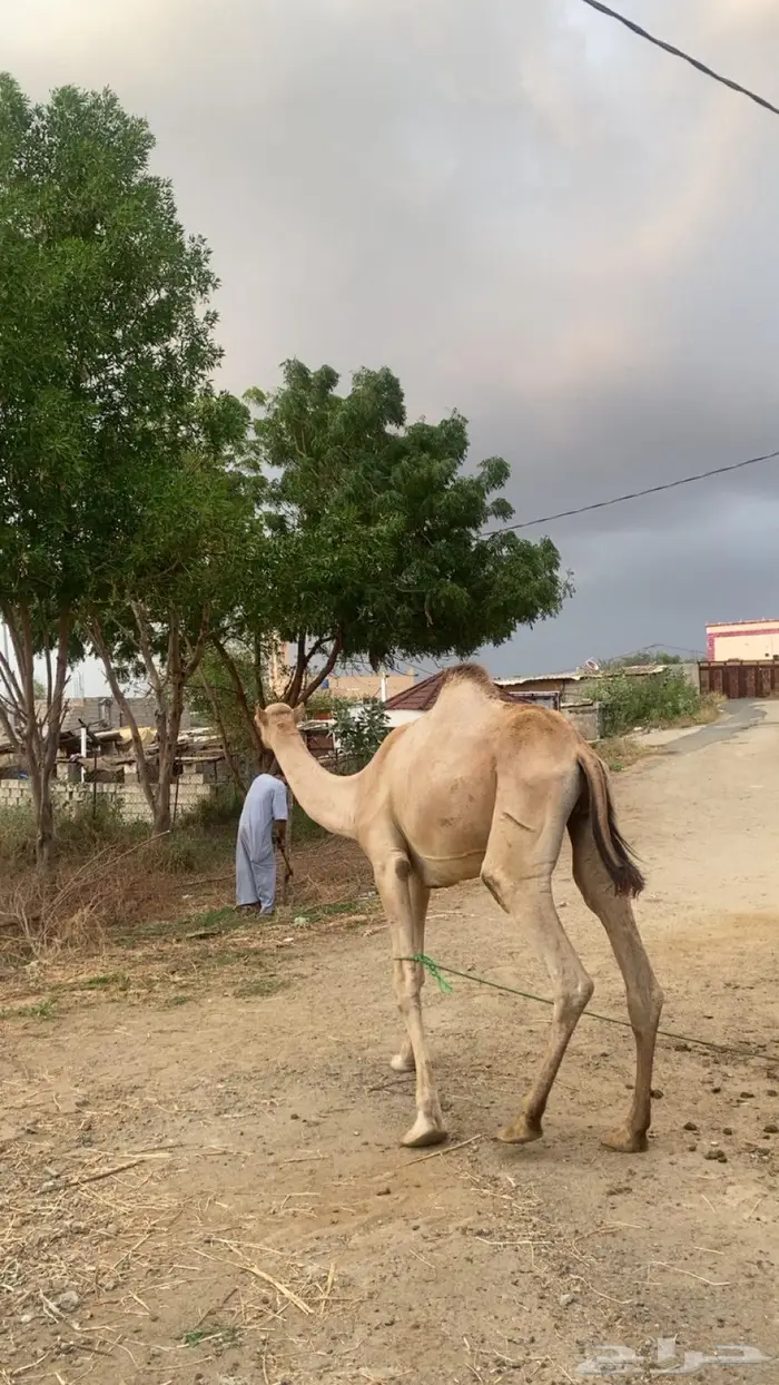 بعير للبيع 2