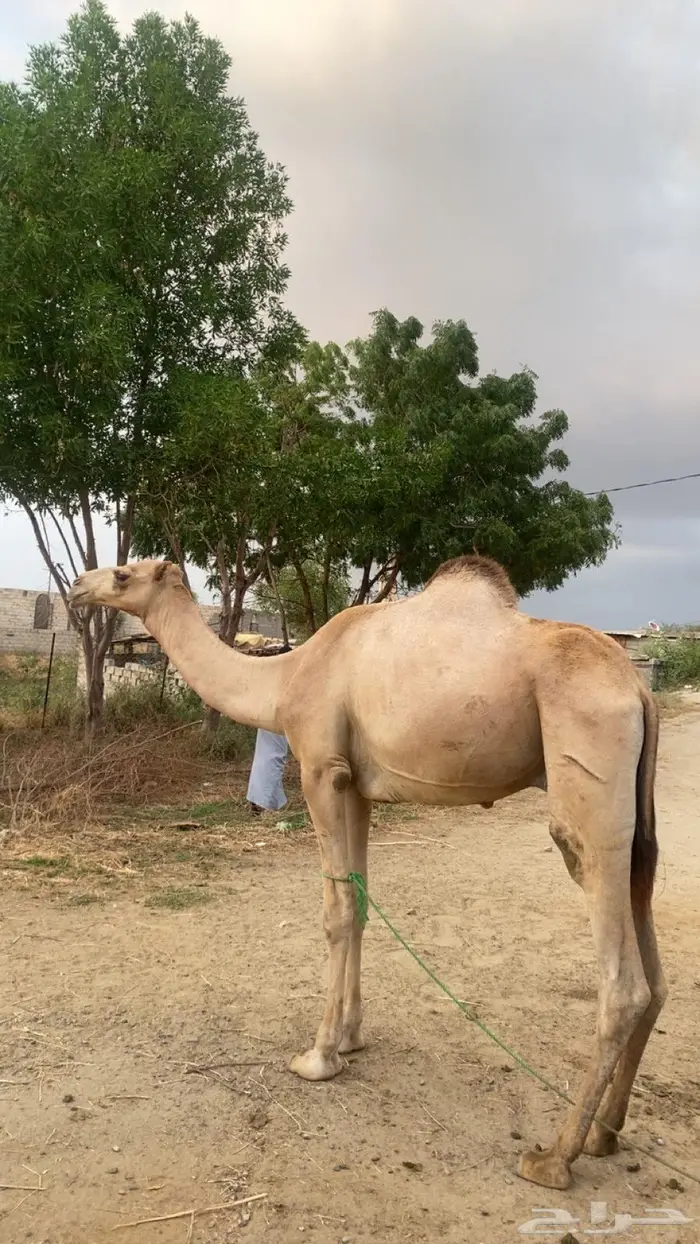 بعير للبيع 1