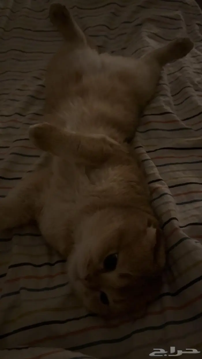 قط سكوتش فولد للبيع 1