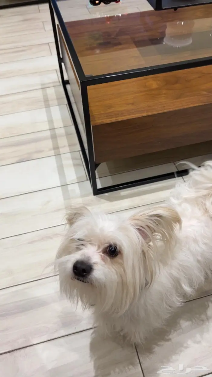 كلب مالتيز انثى 2