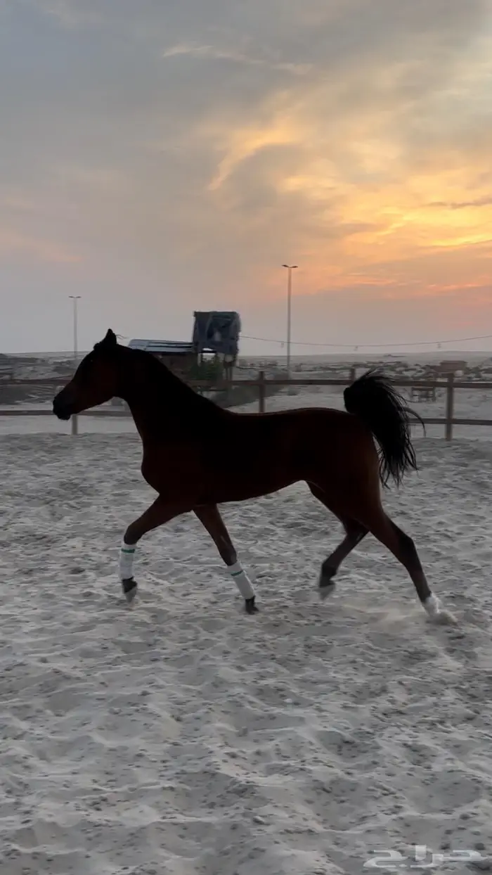 مهرة واهو فاخرة 0