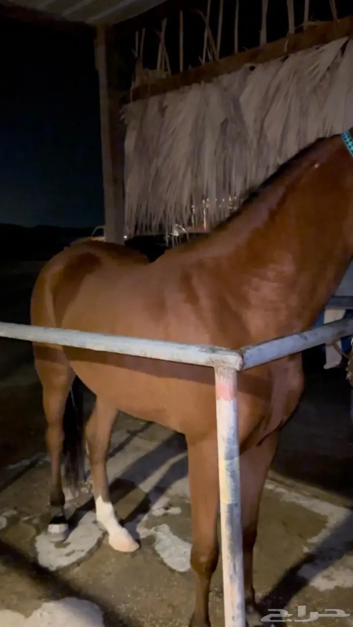 مهرة واهو فاخرة 1