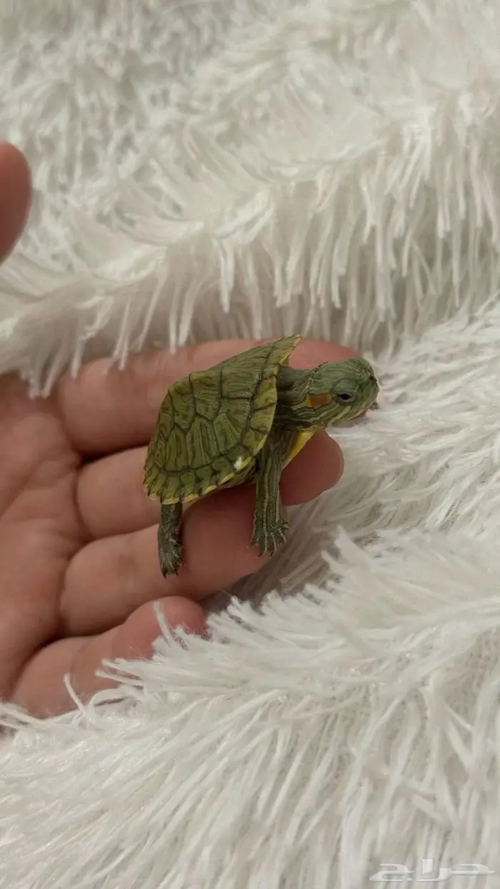 سلاحف برمائية 0