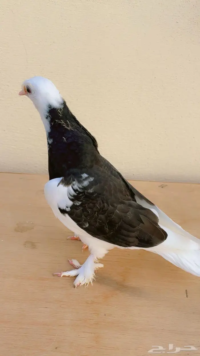 حمام تركي طواقي 8