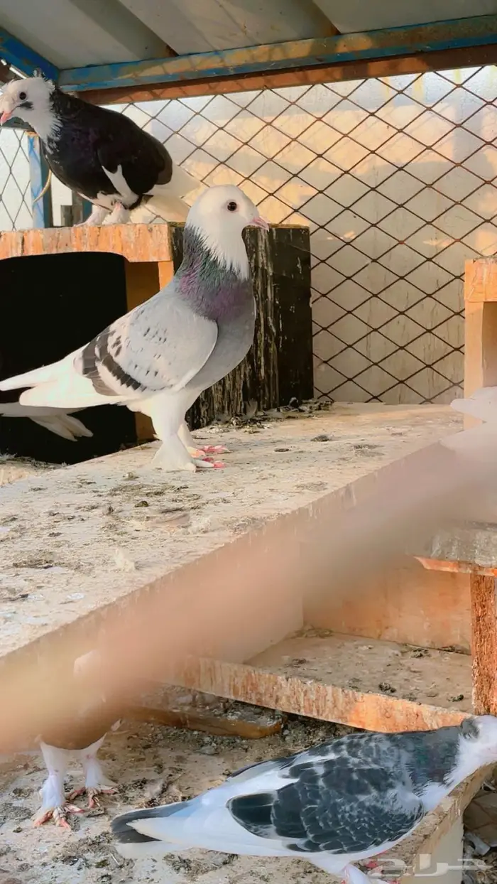 حمام تركي طواقي 5