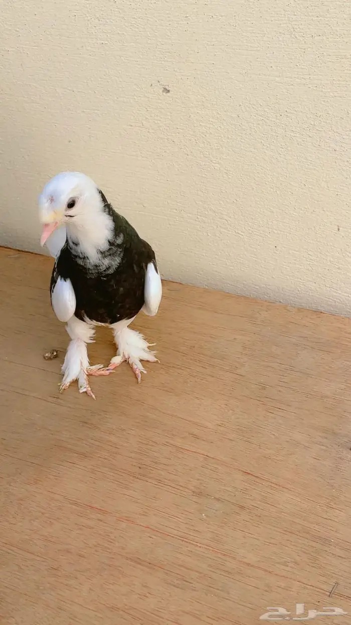 حمام تركي طواقي 13