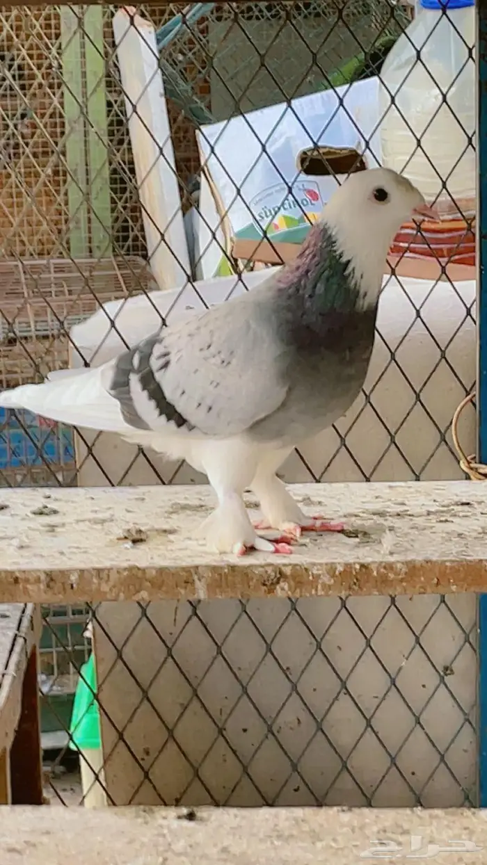 حمام تركي طواقي 6