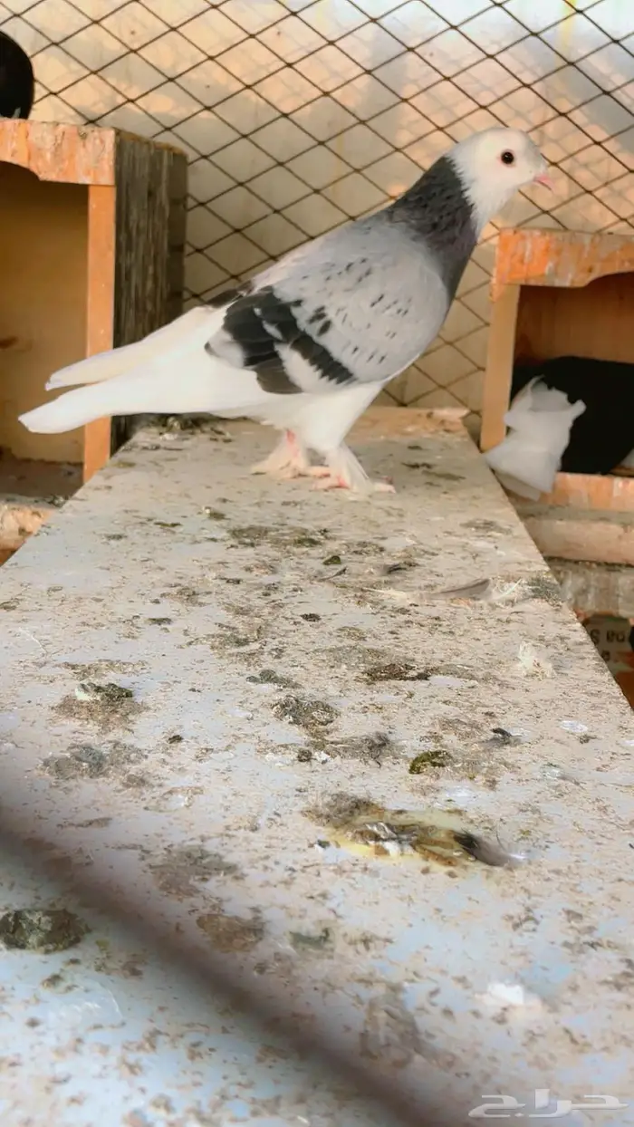 حمام تركي طواقي 3