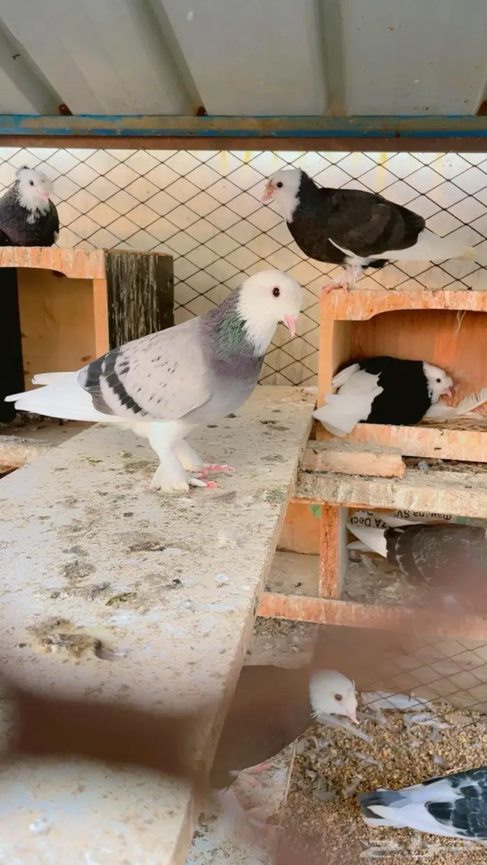 حمام تركي طواقي 7