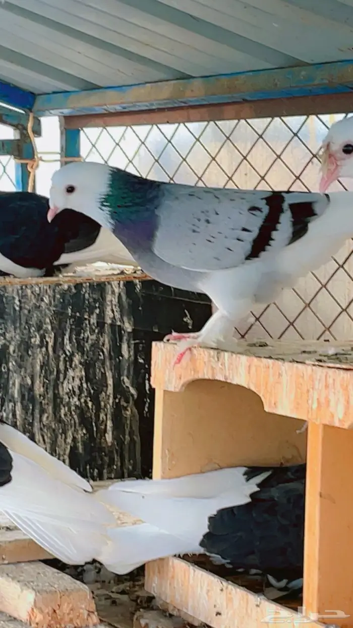 حمام تركي طواقي 1