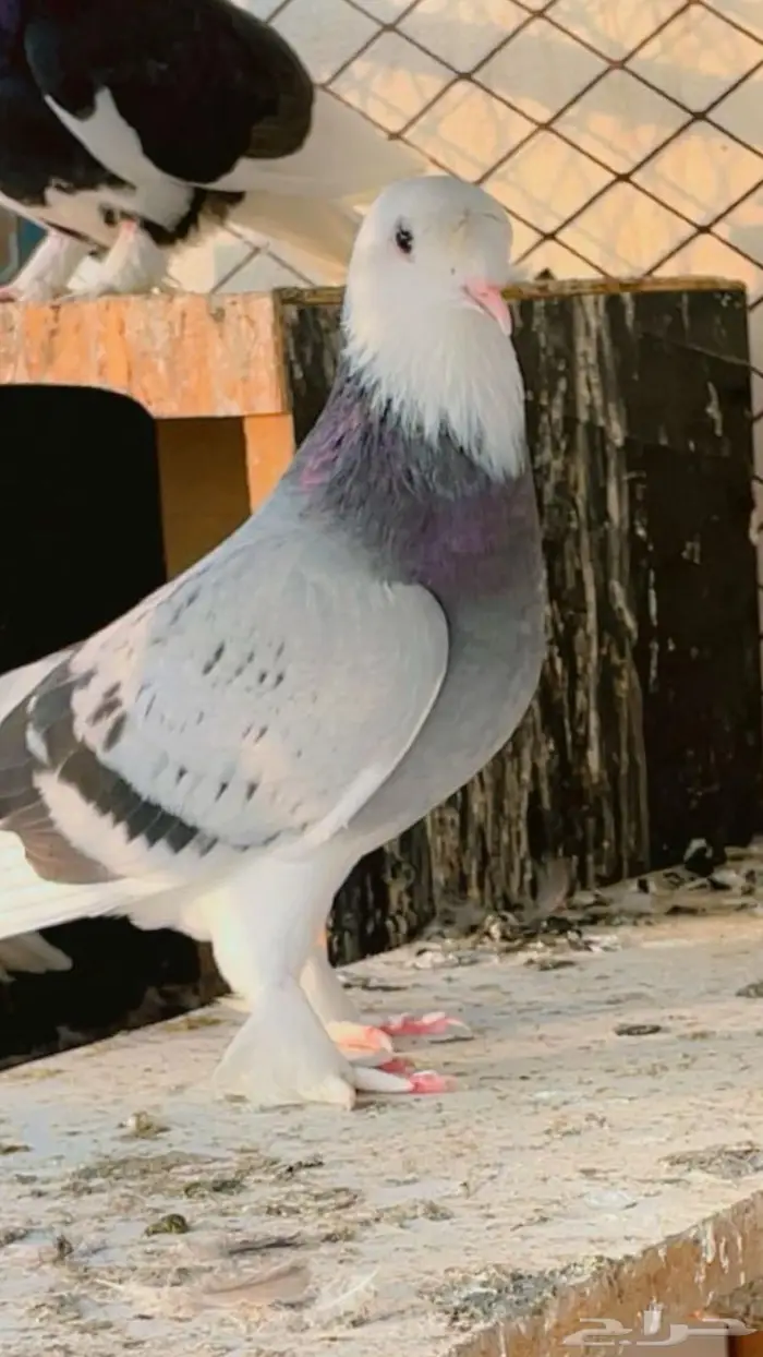 حمام تركي طواقي 0