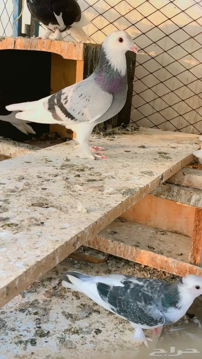 حمام تركي طواقي 4