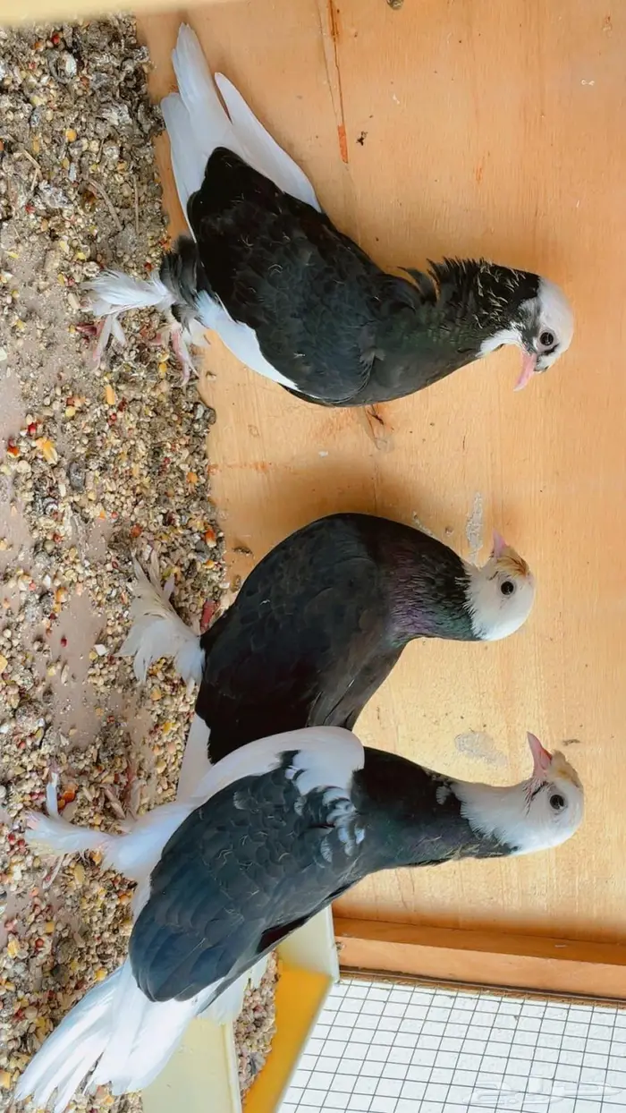 حمام تركي طواقي 9