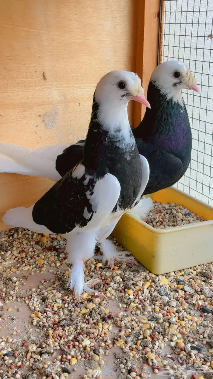 حمام تركي طواقي 12