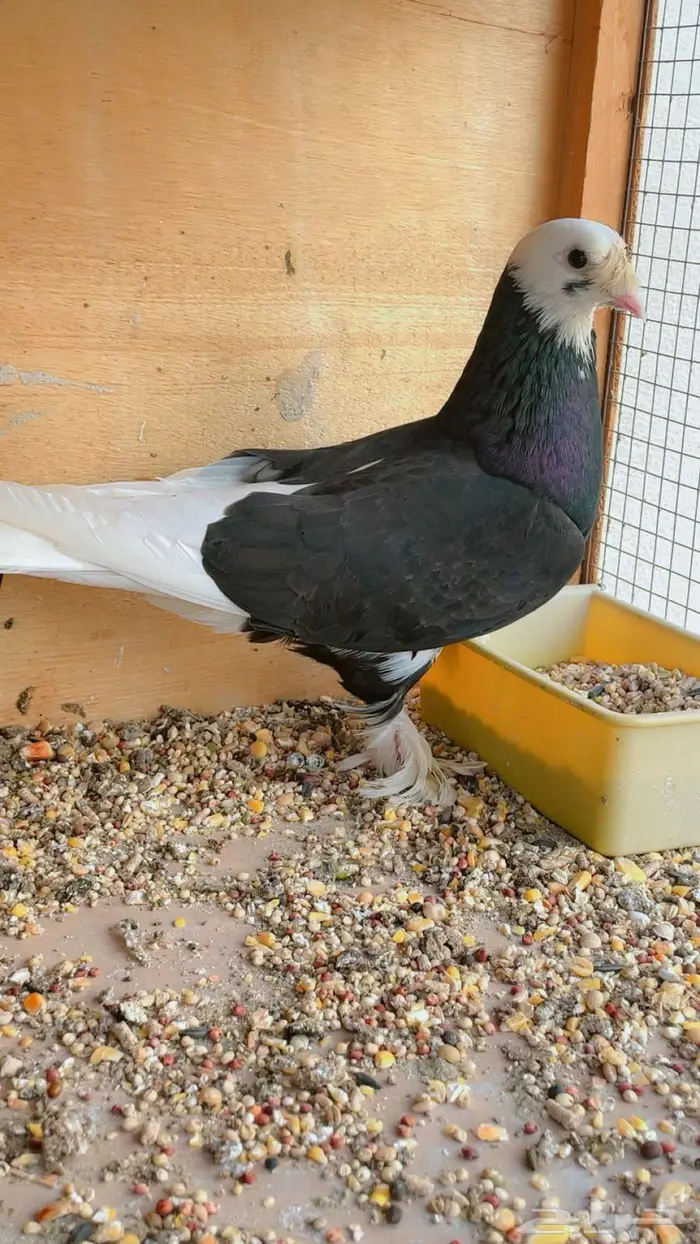 حمام تركي طواقي 11